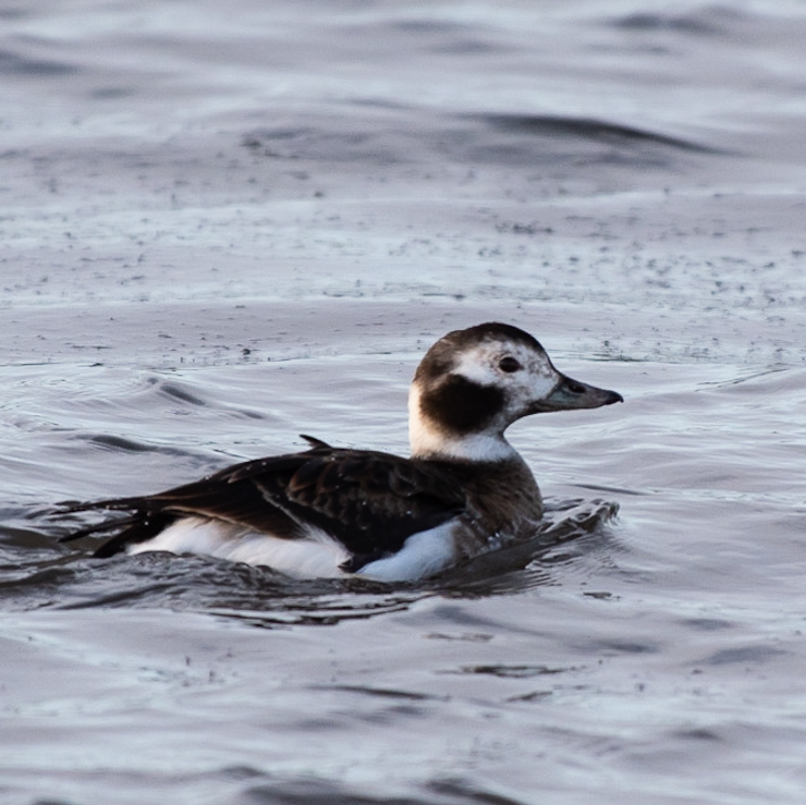 Long-tailed duck