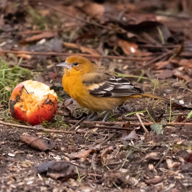 Baltimore oriole