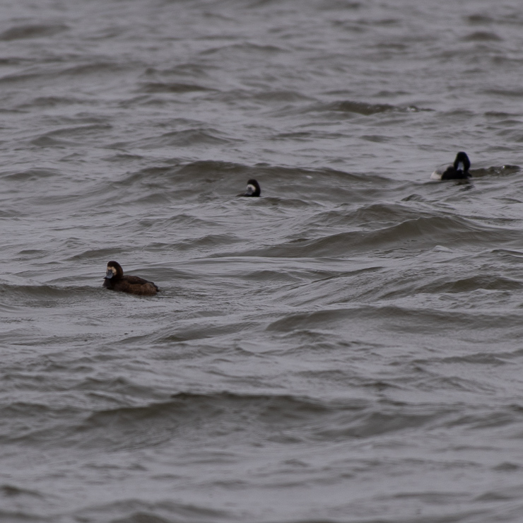 Greater scaup
