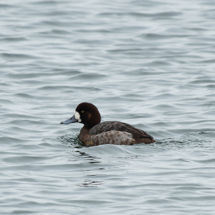 Greater scaup
