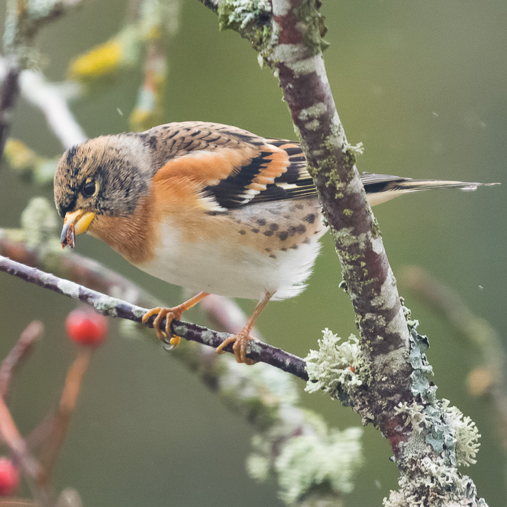 Brambling