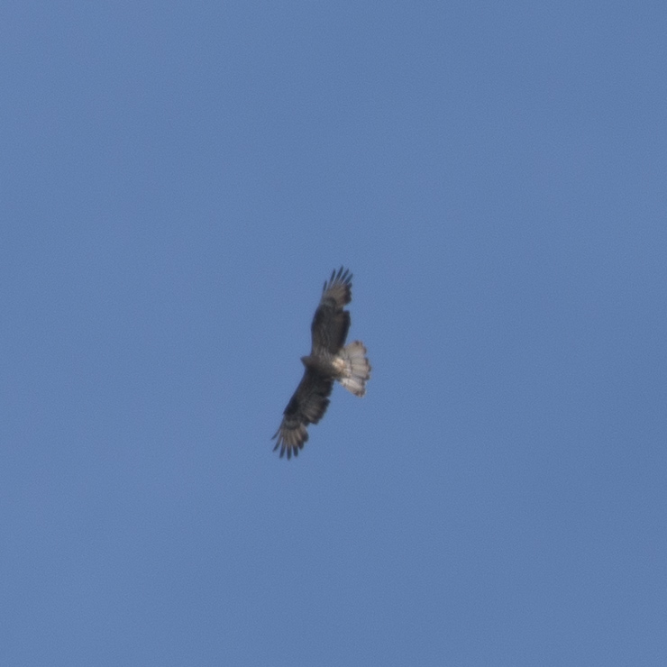 European honey buzzard