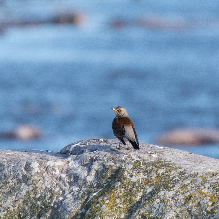 Fieldfare