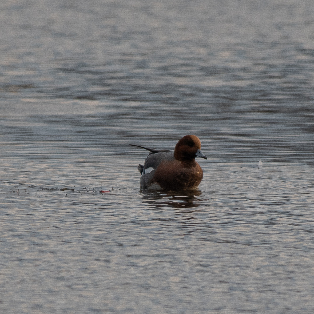 Eurasian wigeon