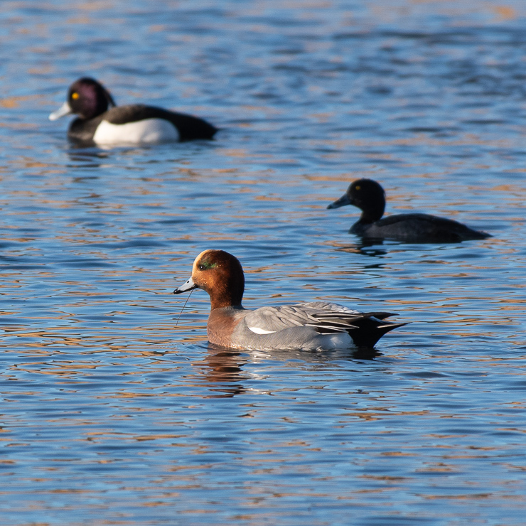 Eurasian wigeon, with some tufted duck in the background