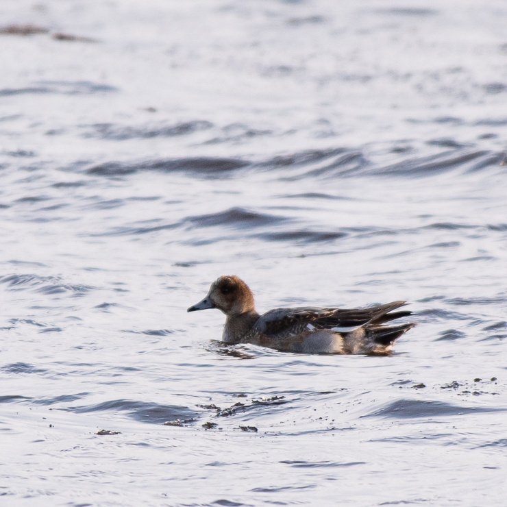 <del>Gadwall</del> Eurasian wigeon