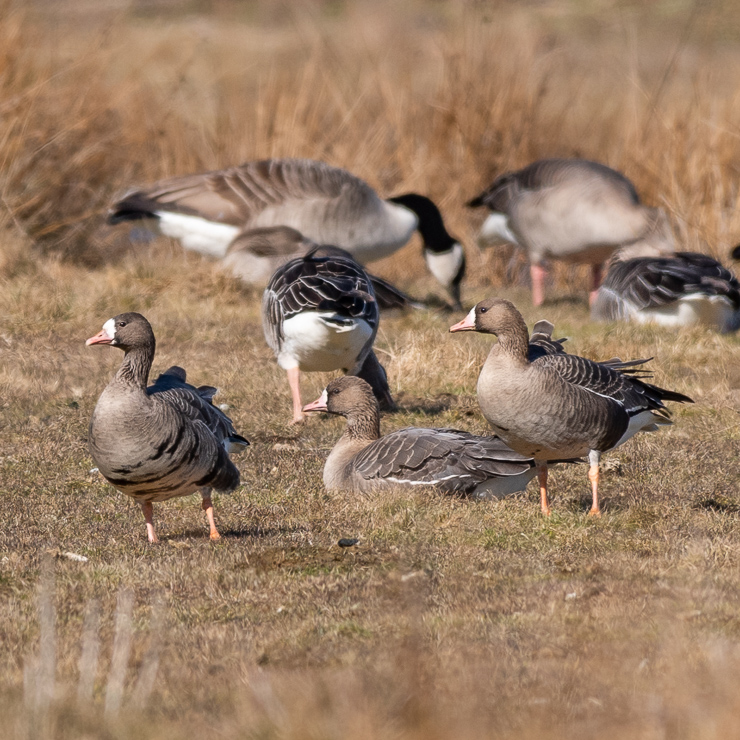 Greater white-fronted goose