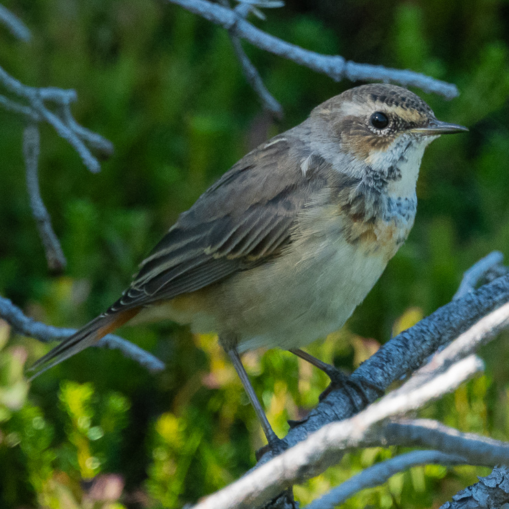 Bluethroat