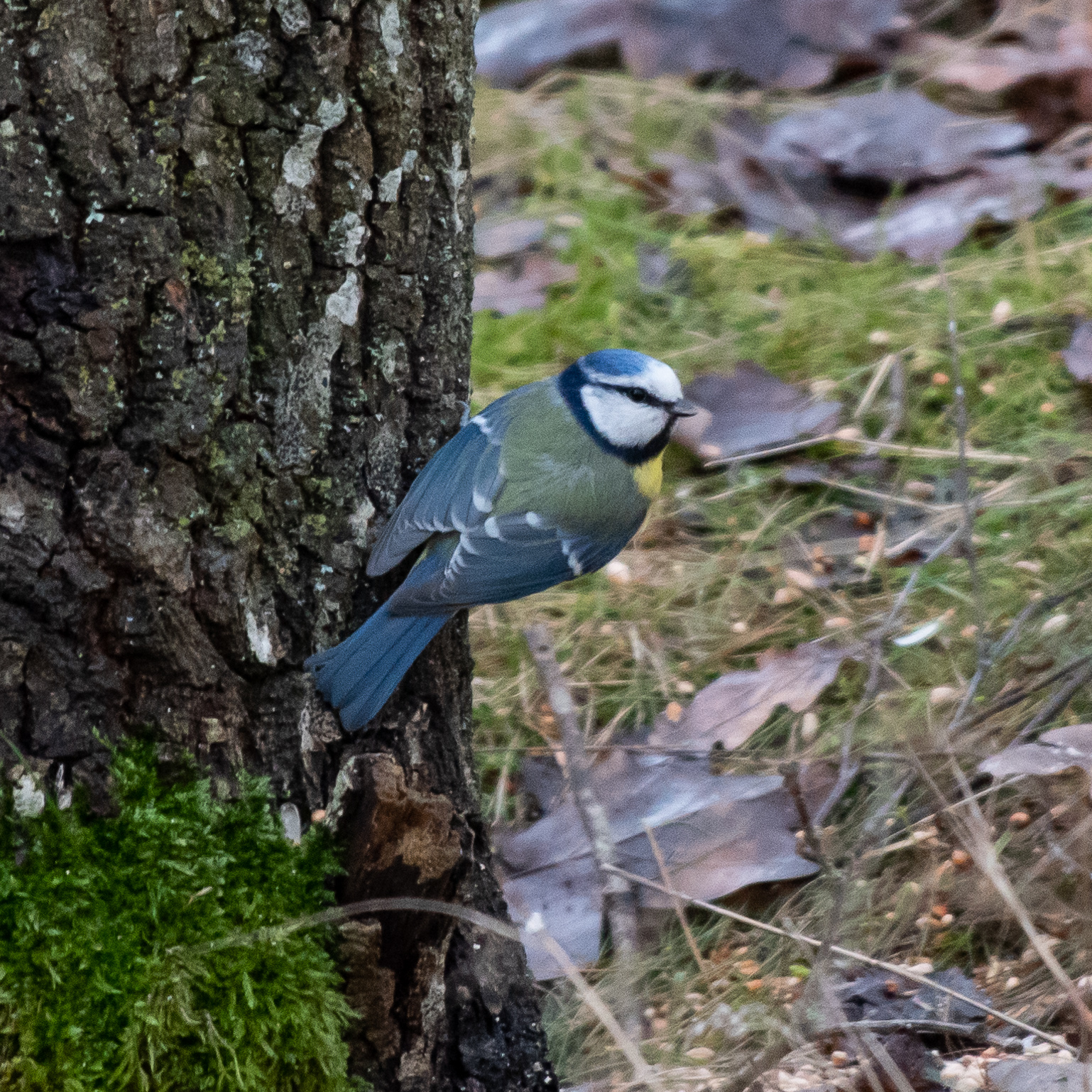 Eurasian blue tit