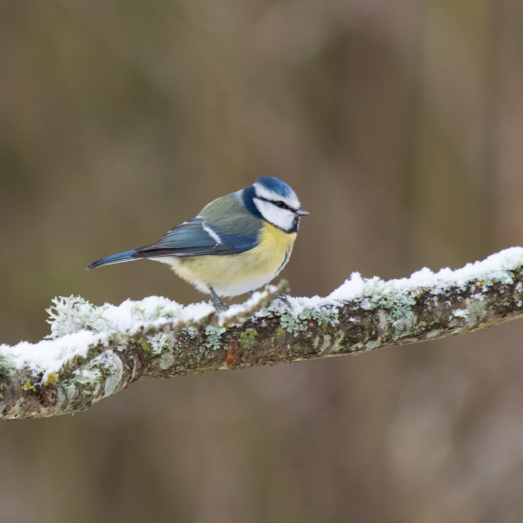 Eurasian blue tit