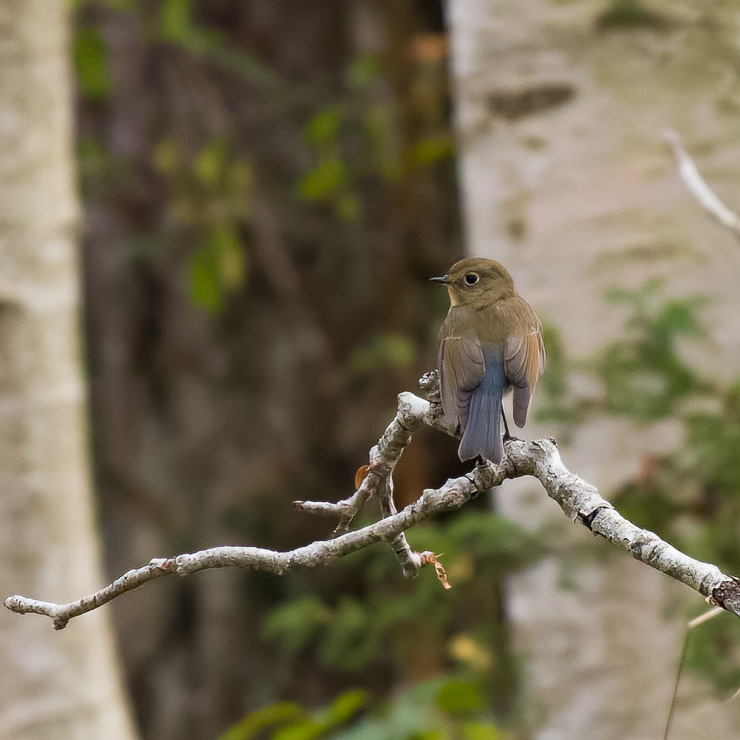 Red-flanked bluetail
