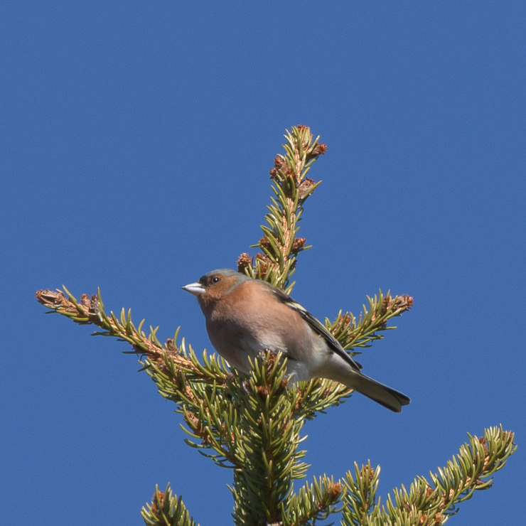 Common chaffinch