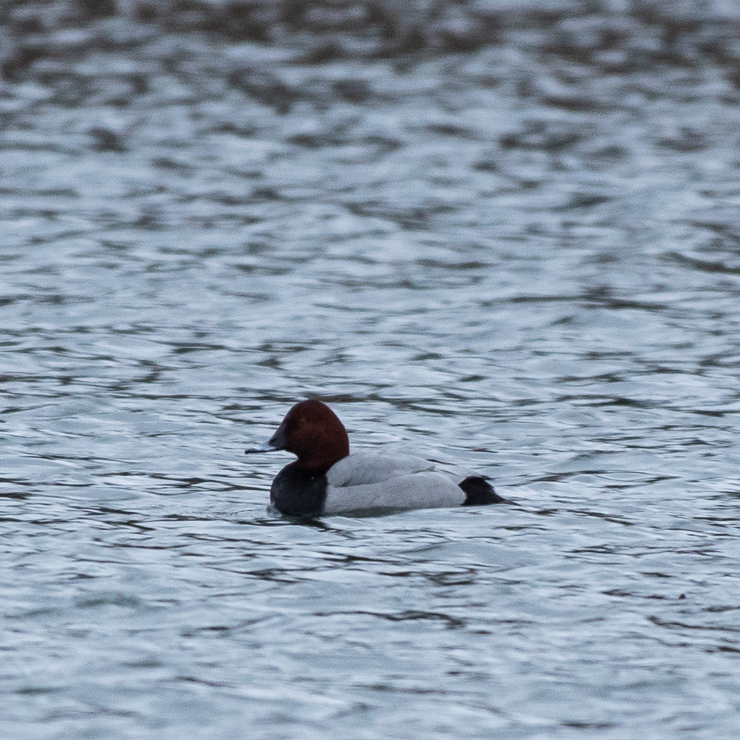 Common pochard