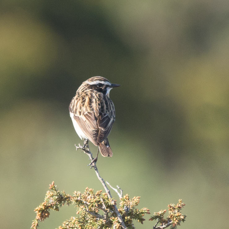 Whinchat