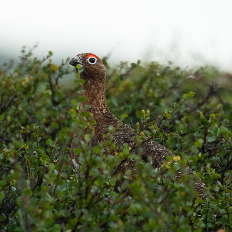 Willow ptarmigan