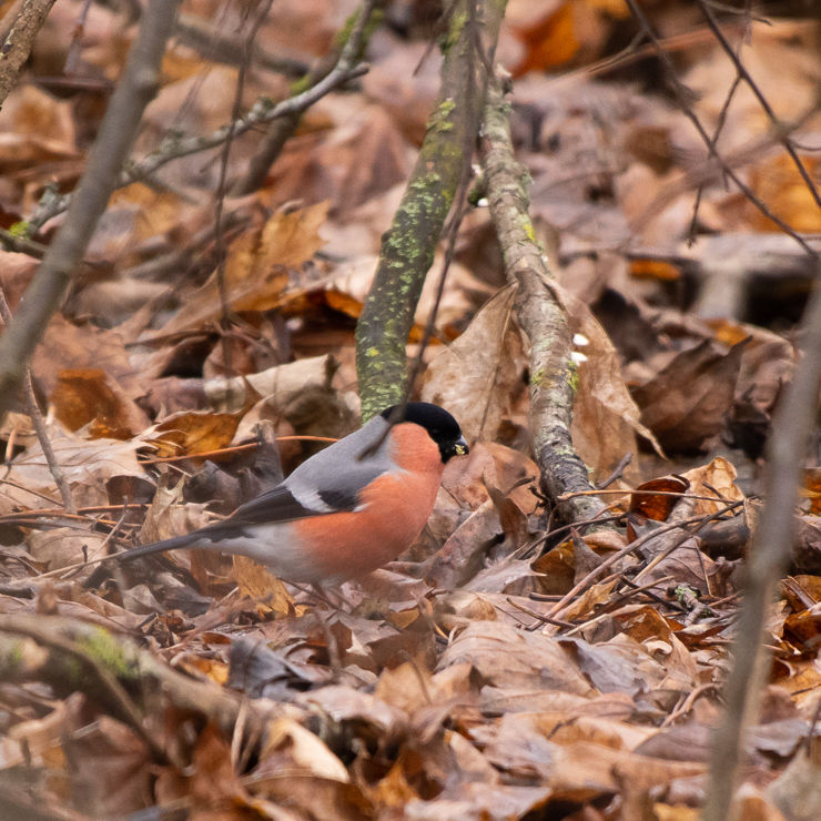 Eurasian bullfinch