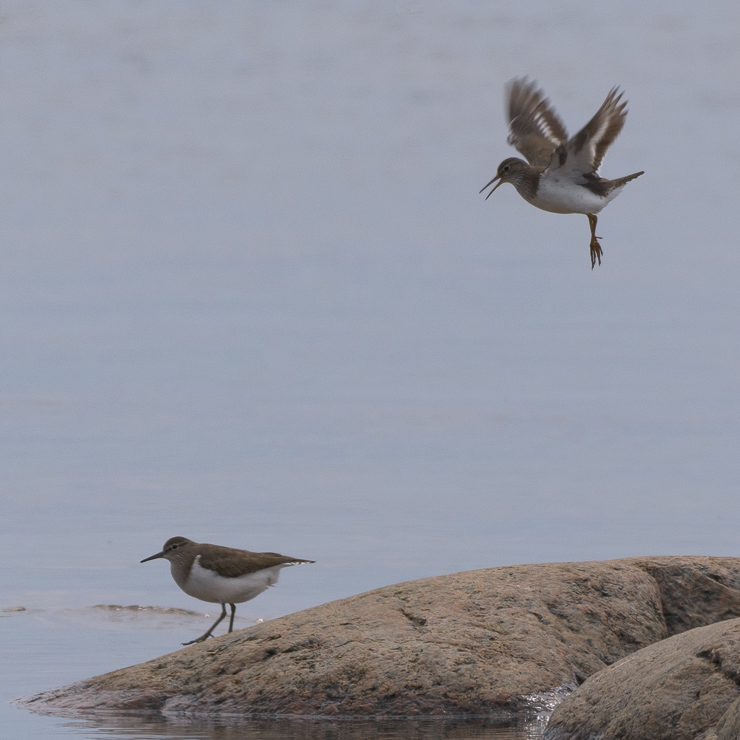 Common sandpiper