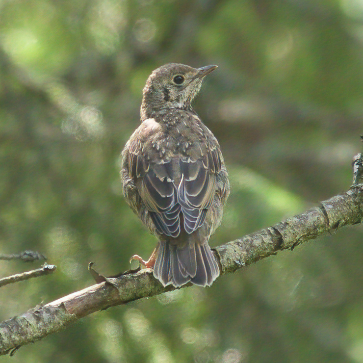Mistle thrush, first calendar year