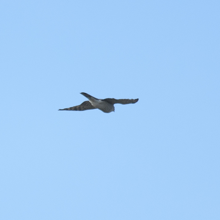 Goshawk