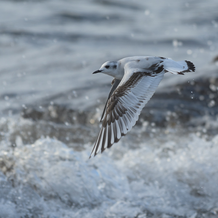 Little gull - in first winter plumage