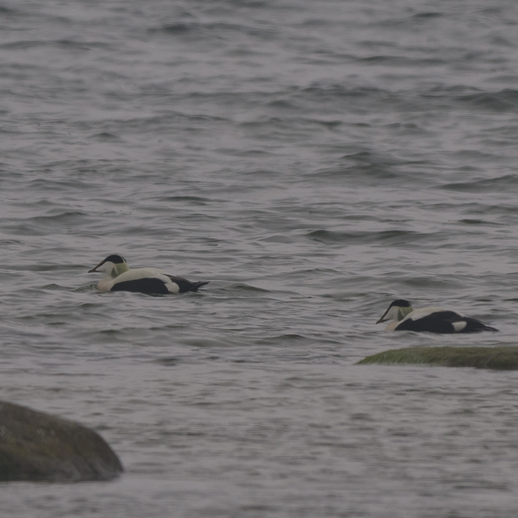Common eider
