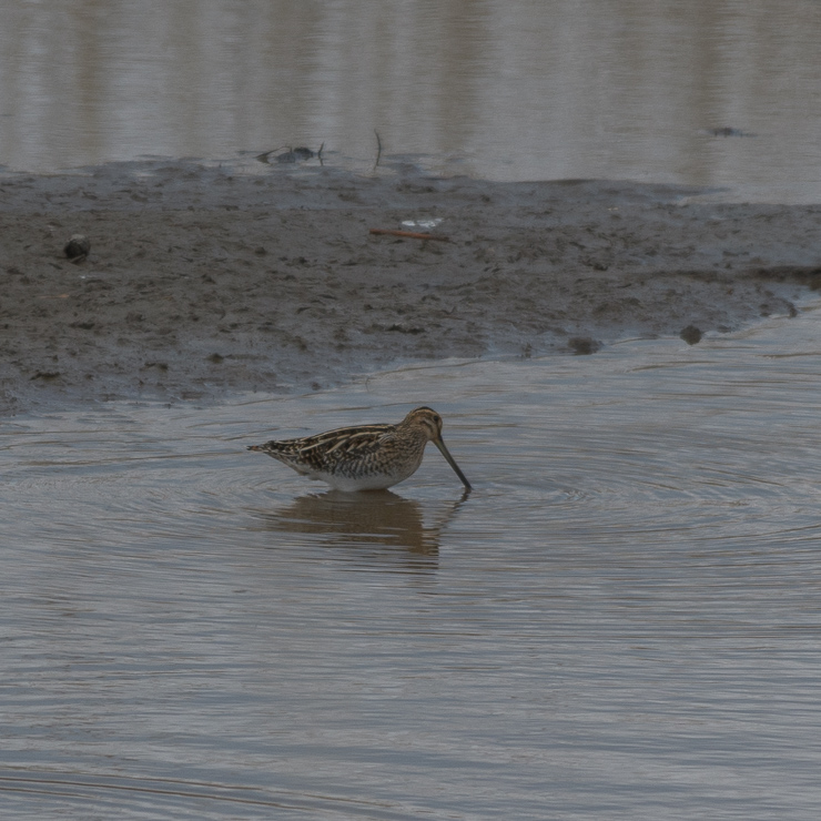 Common snipe