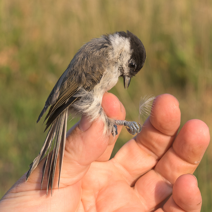 Marsh tit