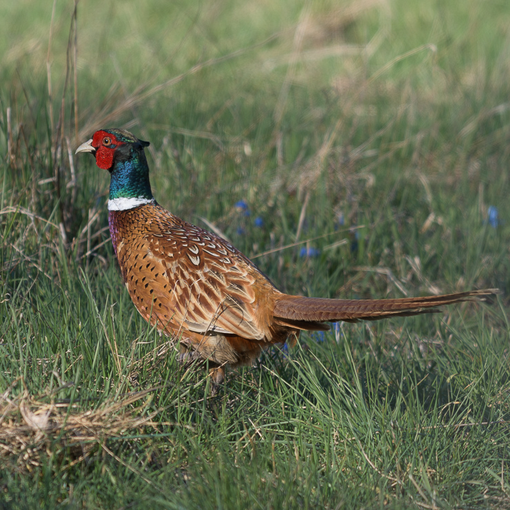 Common pheasant