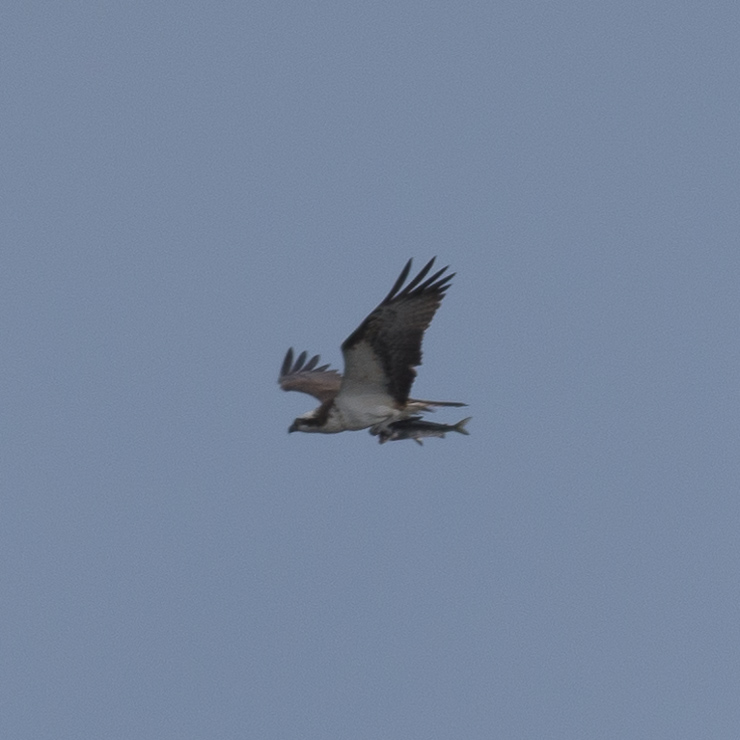 Osprey - with todays catch