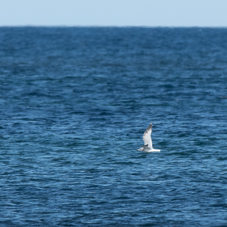 Common gull