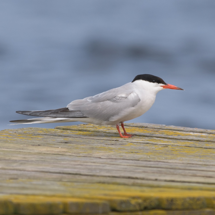 Common tern