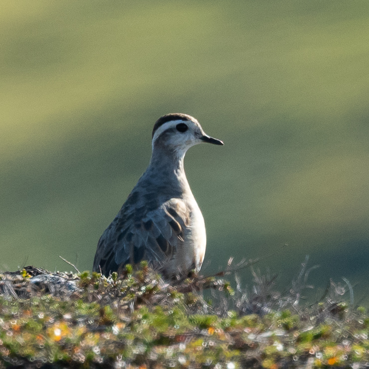 Eurasian dotterel