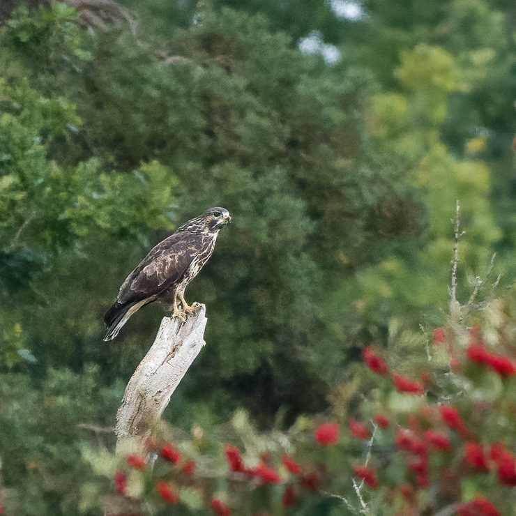 Rough-legged buzzard