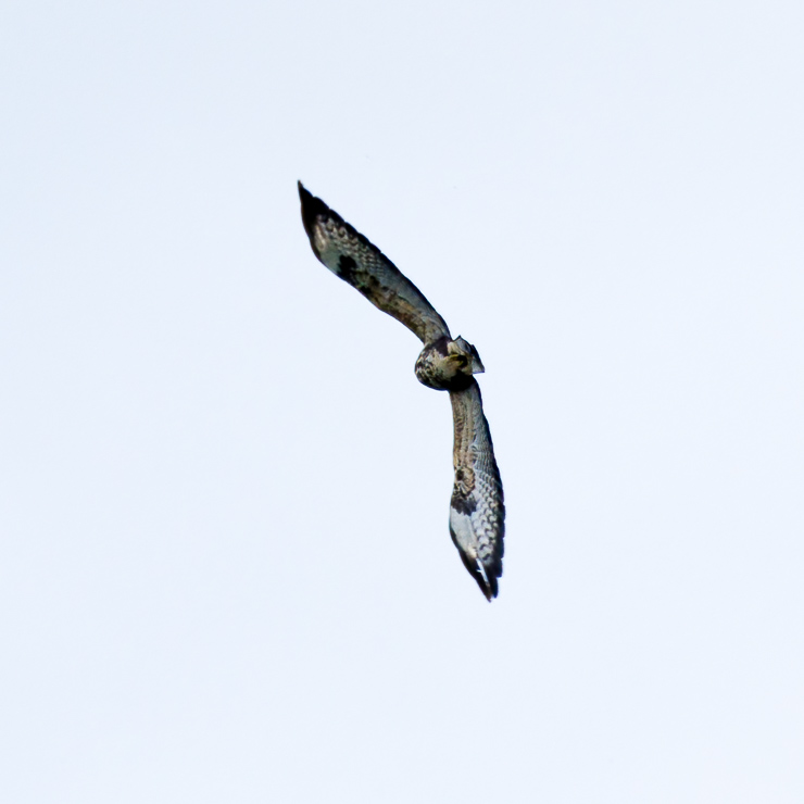 Rough-legged buzzard