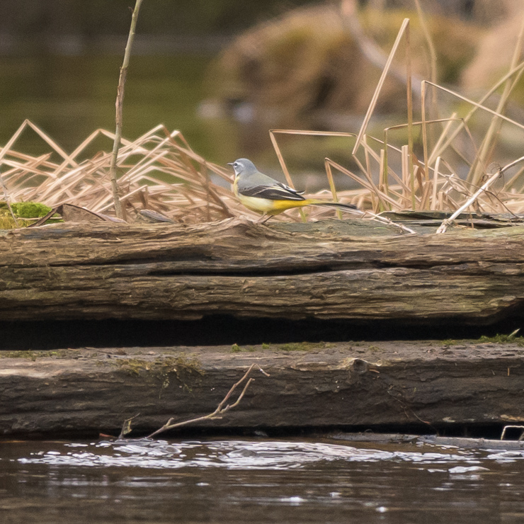 Grey wagtail
