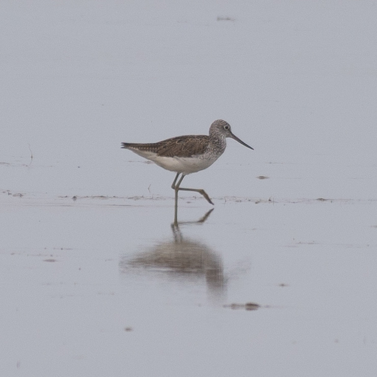 Common greenshank