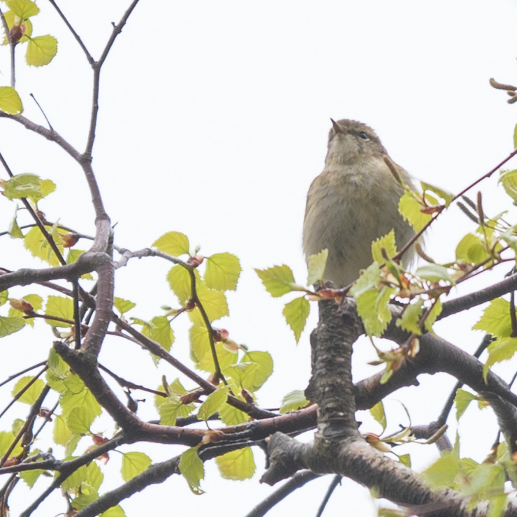Common chiffchaff