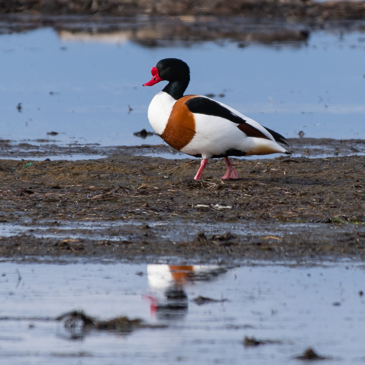 Common shelduck