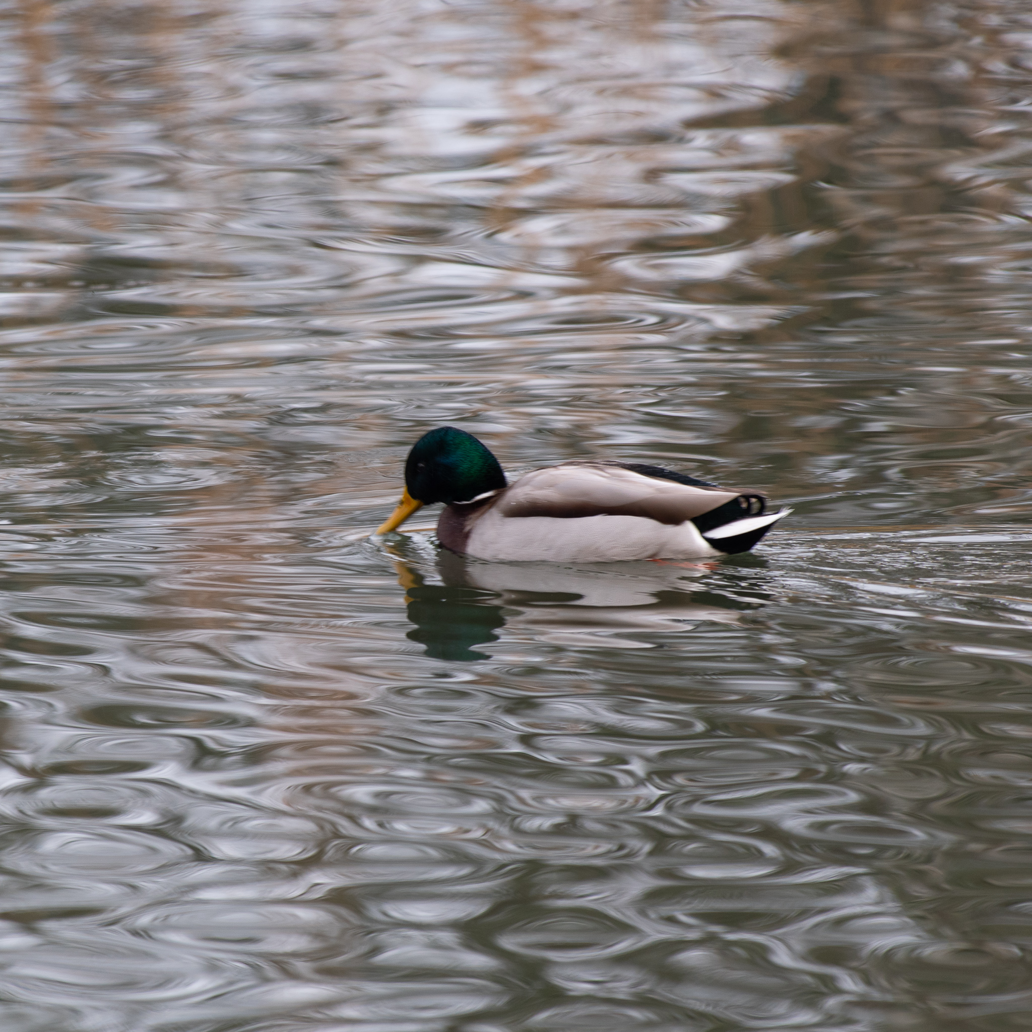 Mallard