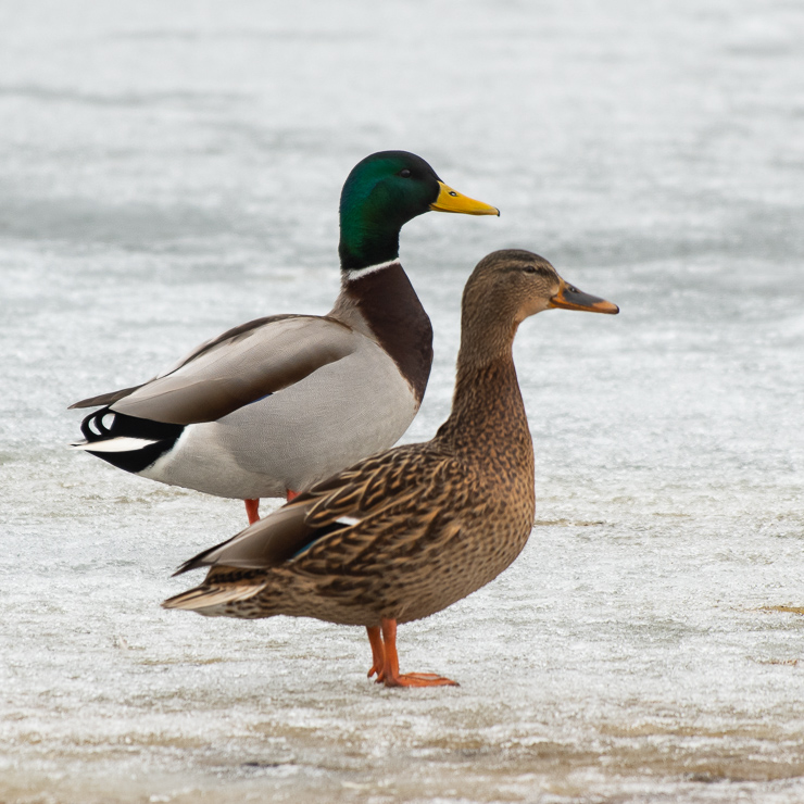 Mallard, male and female