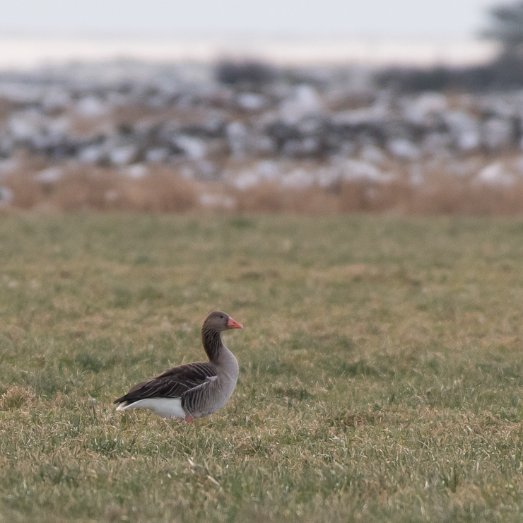 Greylag goose
