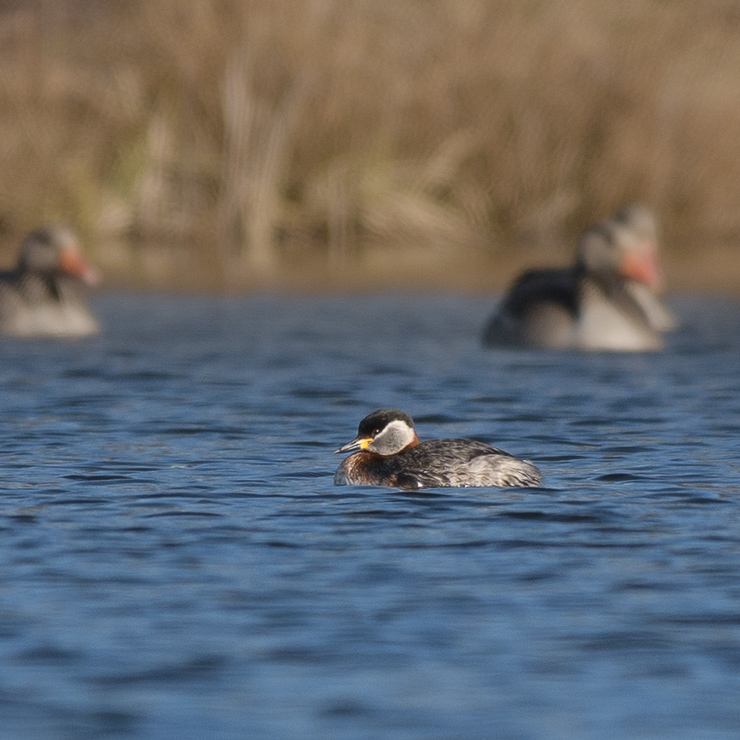 Red-necked grebe