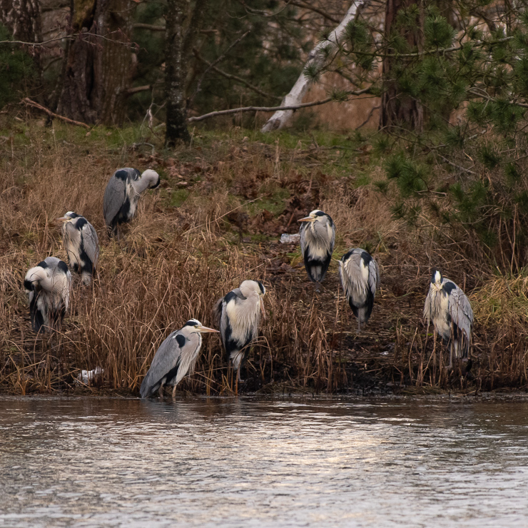 Grey heron