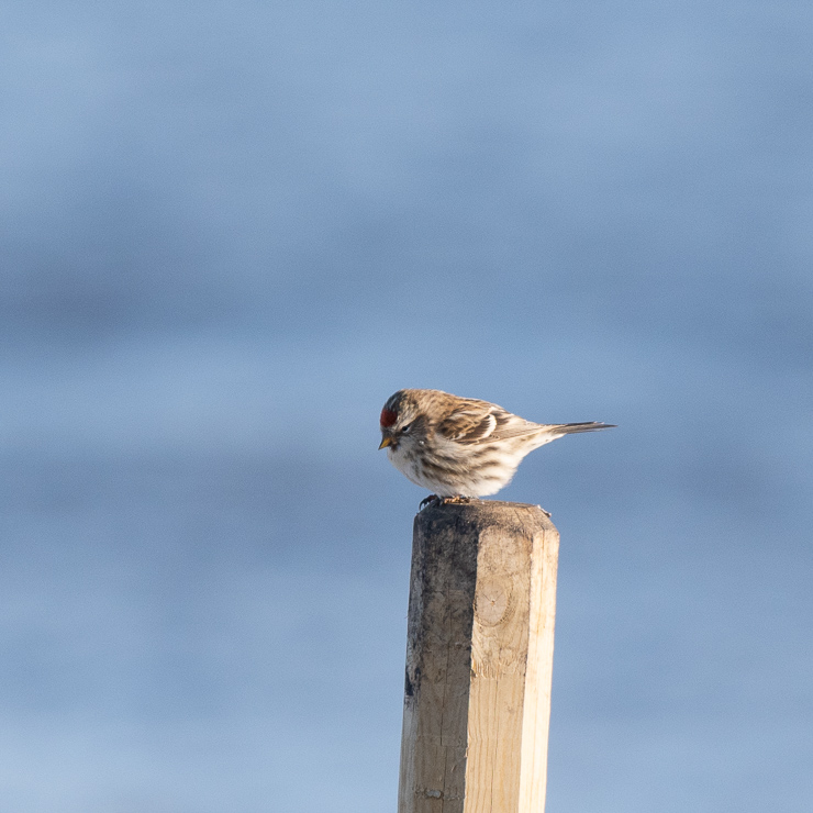 Common redpoll