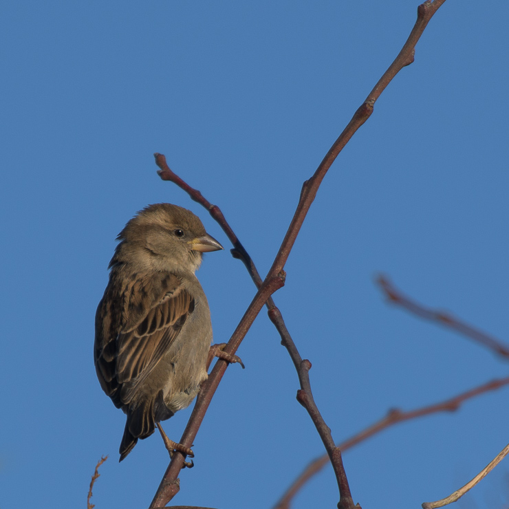 House sparrow