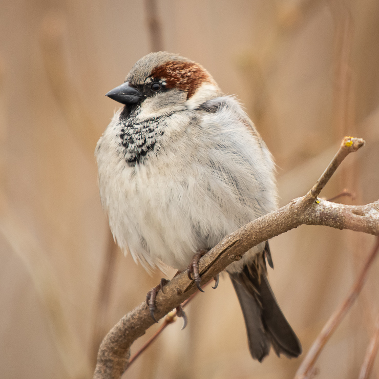 House sparrow, male