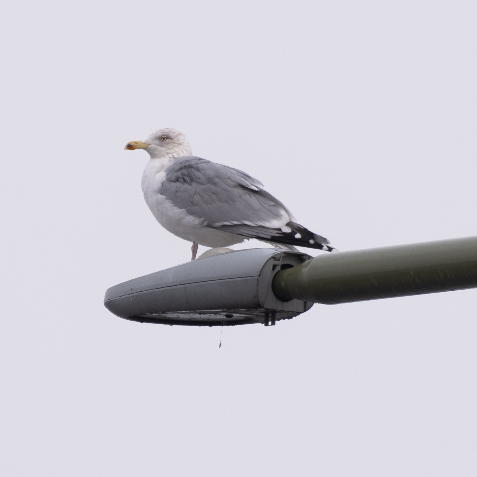 European herring gull