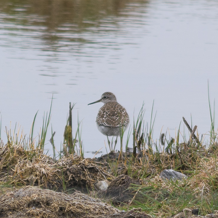 Wood sandpiper