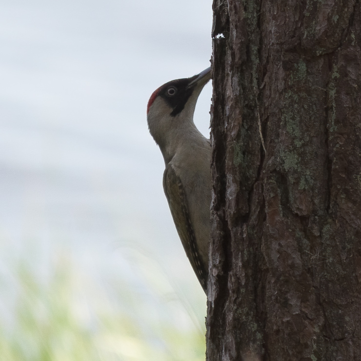 European green woodpecker