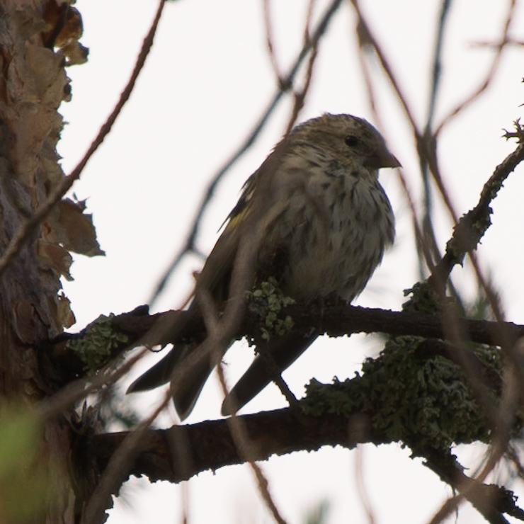 Eurasian siskin